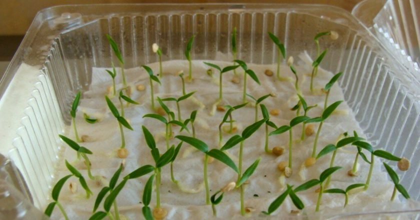 Старые семена: эффективный способ проращивания как проращивать семена